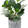 AlphaAcc Artificial Plants