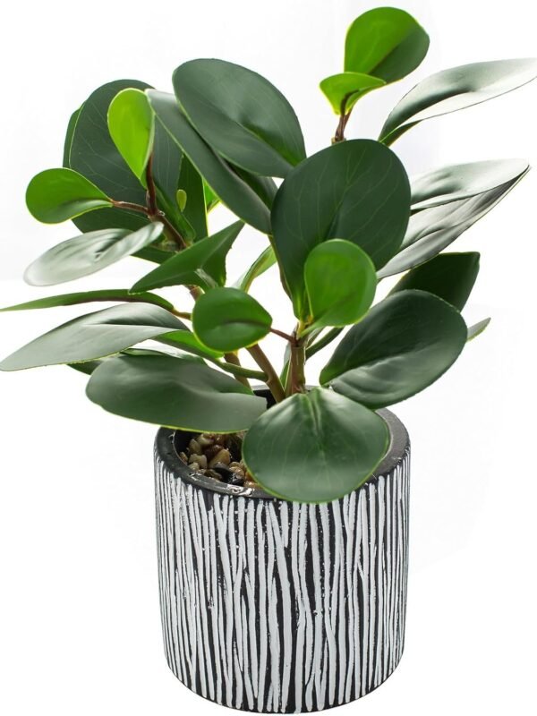 AlphaAcc AlphaAcc Artificial Plants